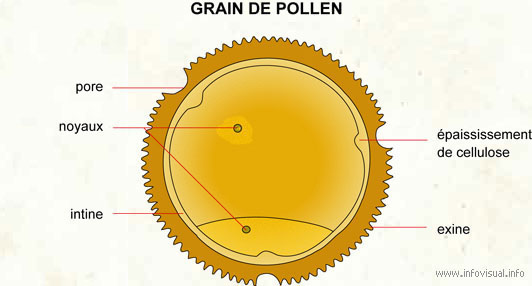 Grain de pollen